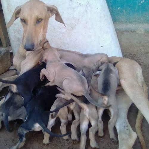 Kanni and Chippiparai puppies available