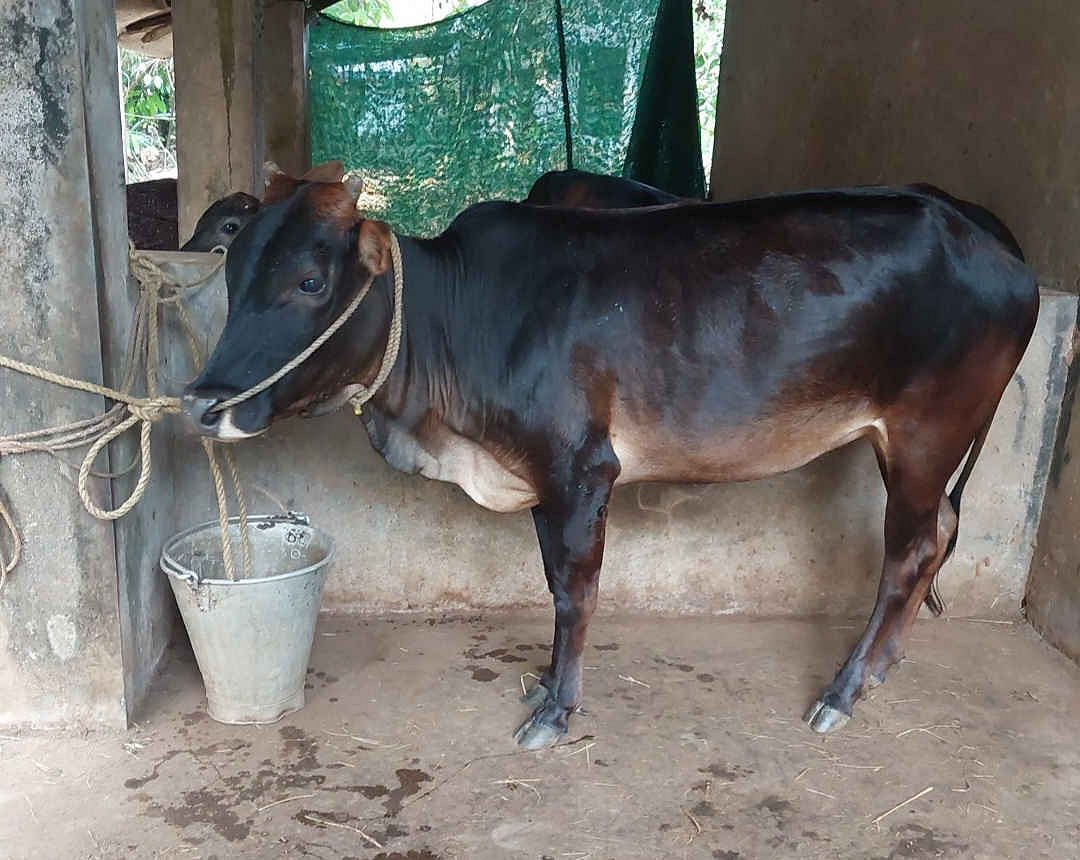 Kasaragod cow