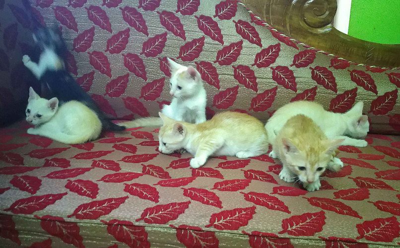 Kittens for adoption