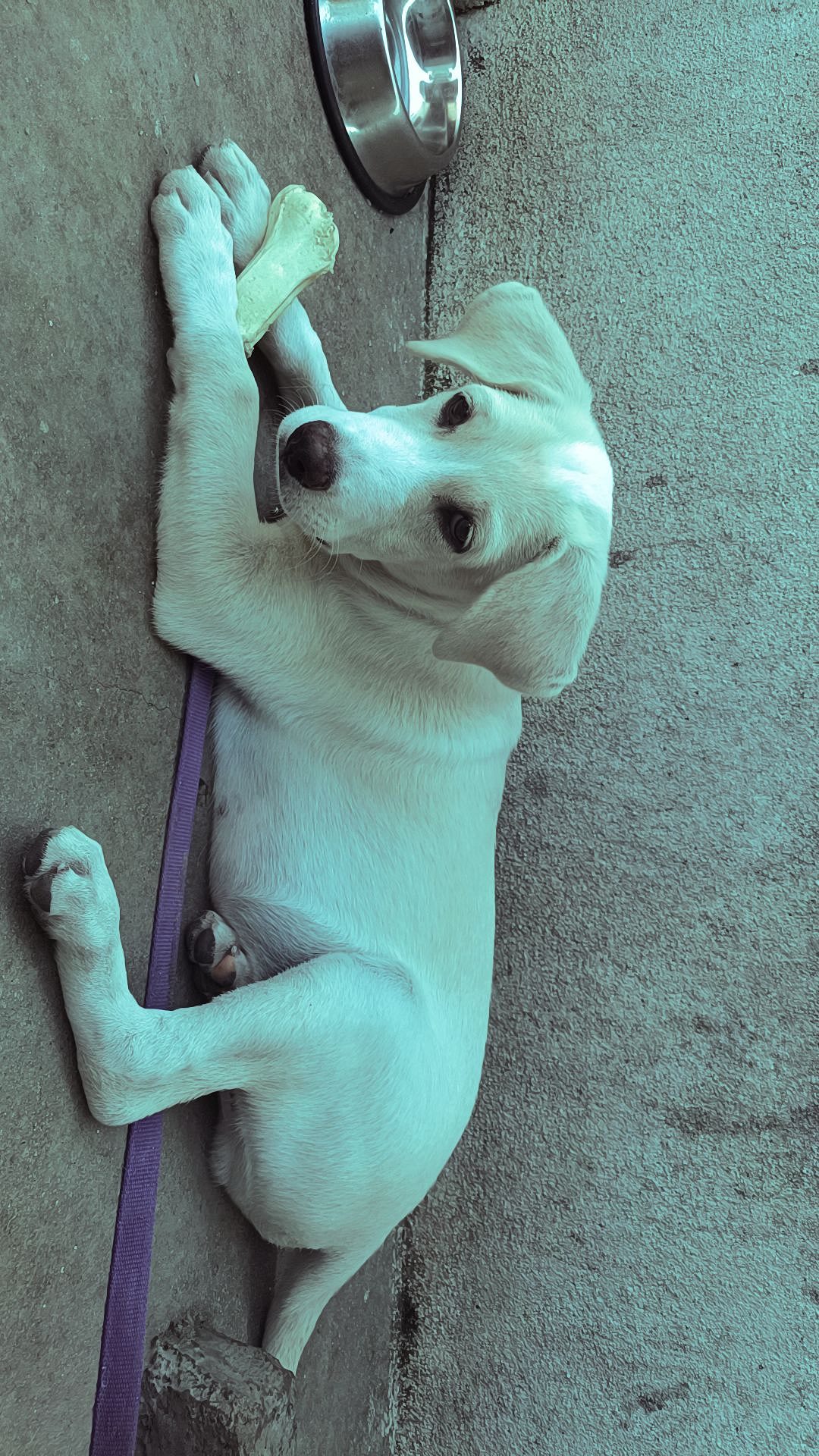 Lab double bone puppy