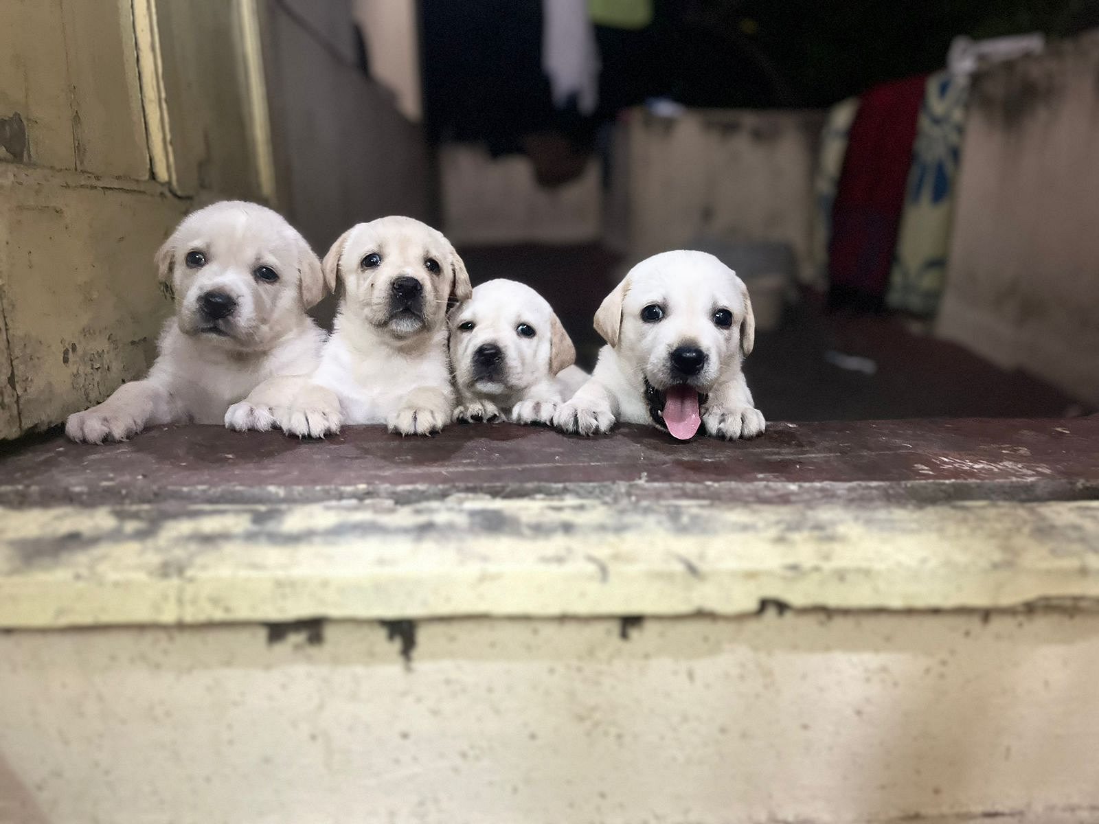 Lab PUPPIES available in Chennai
