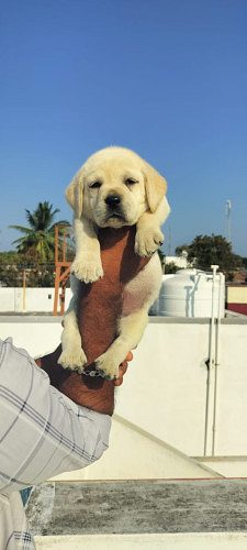 Lab PUPPIES