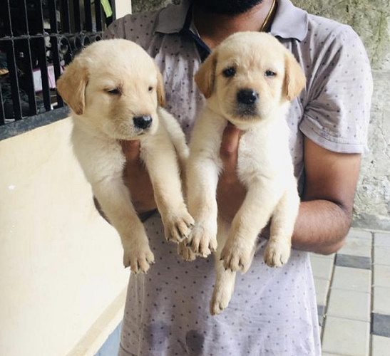 Lab puppies