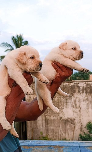 Lab puppy available
