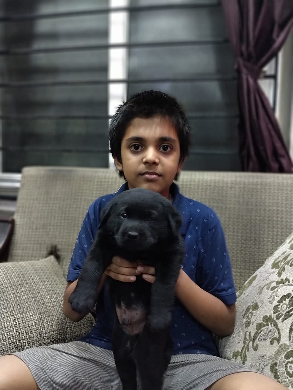 Lab puppy available in Chennai