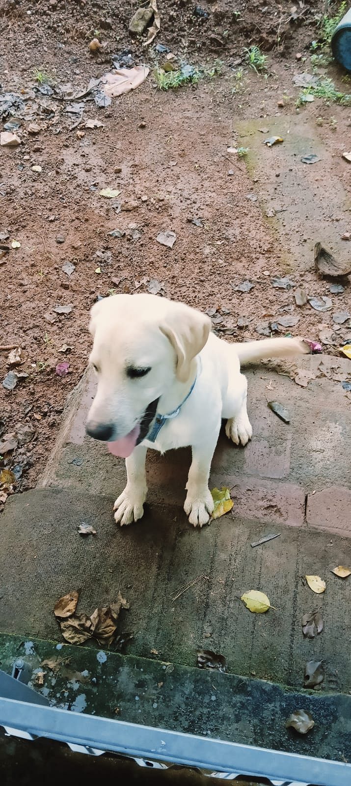 LABRADOR