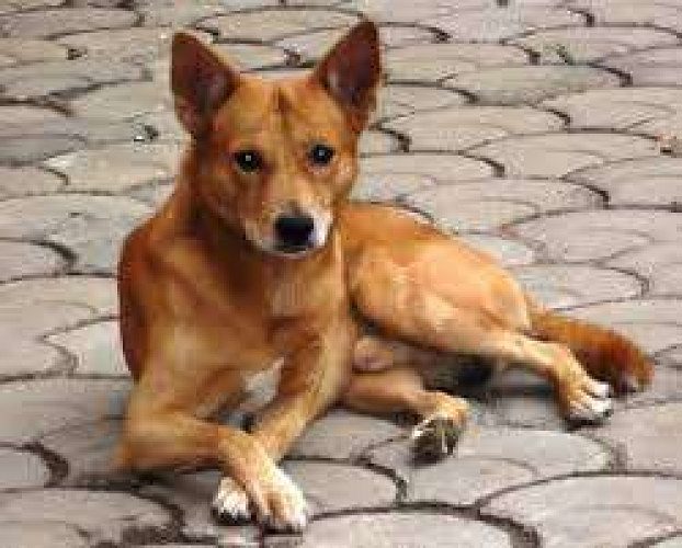 Labrador female puppy for sale