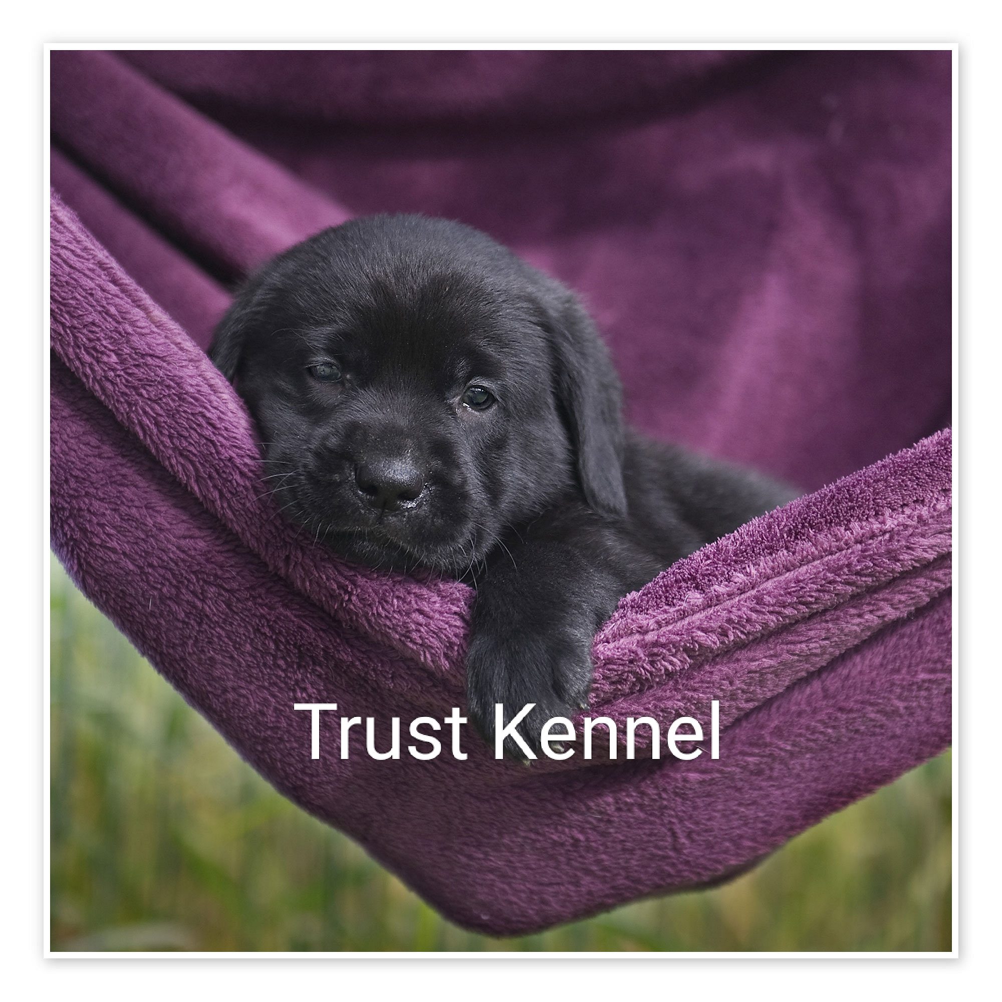 Labrador Puppies Available Here Trust Kennel