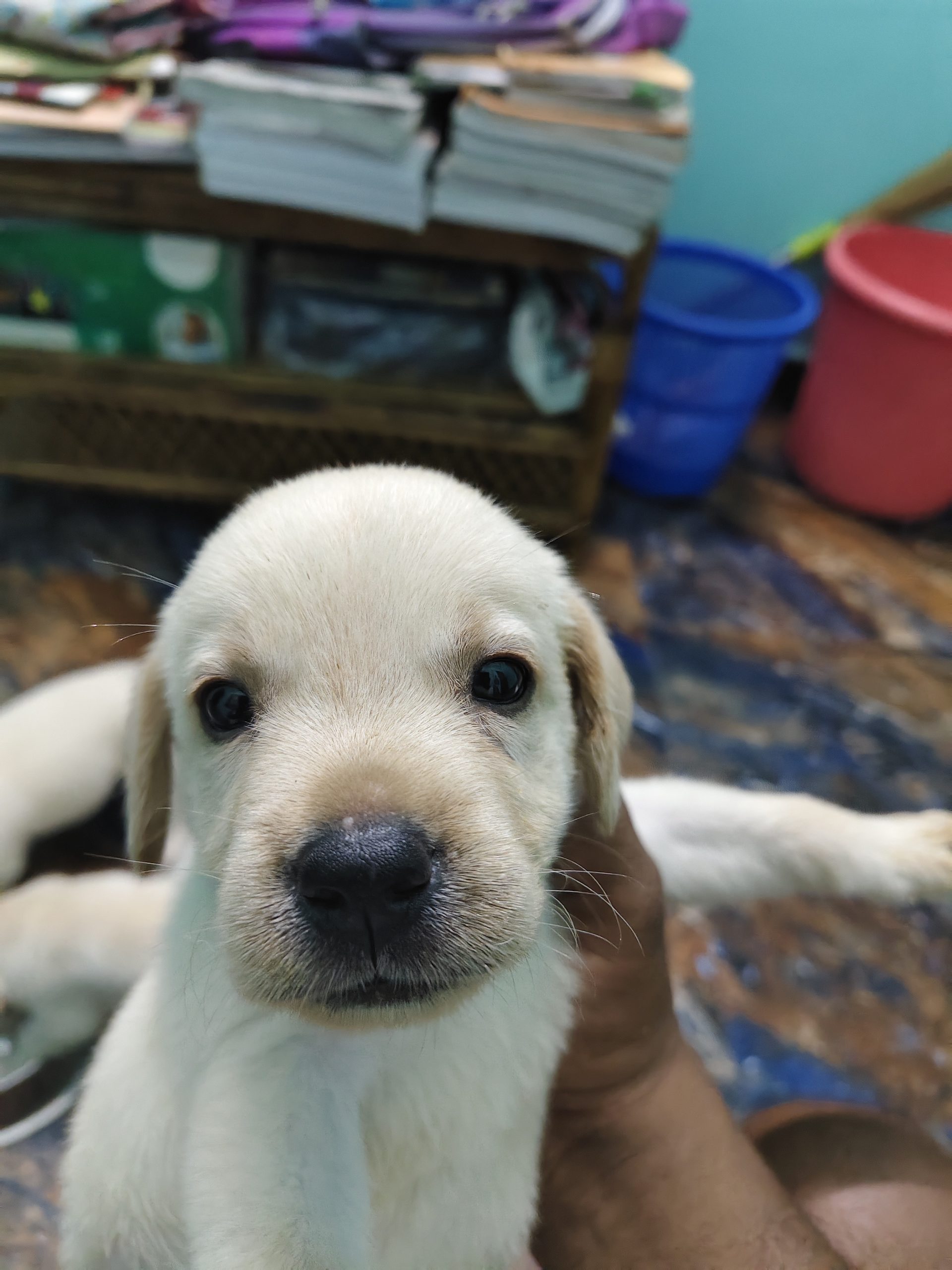 Labrador Puppies for sale