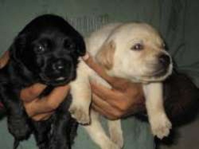 Labrador Puppies