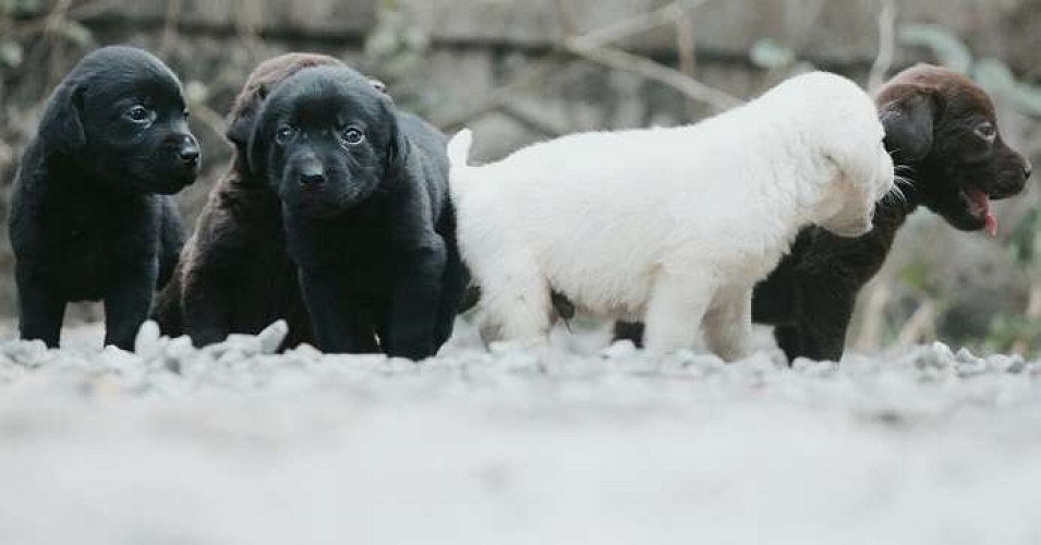 Labrador puppies 