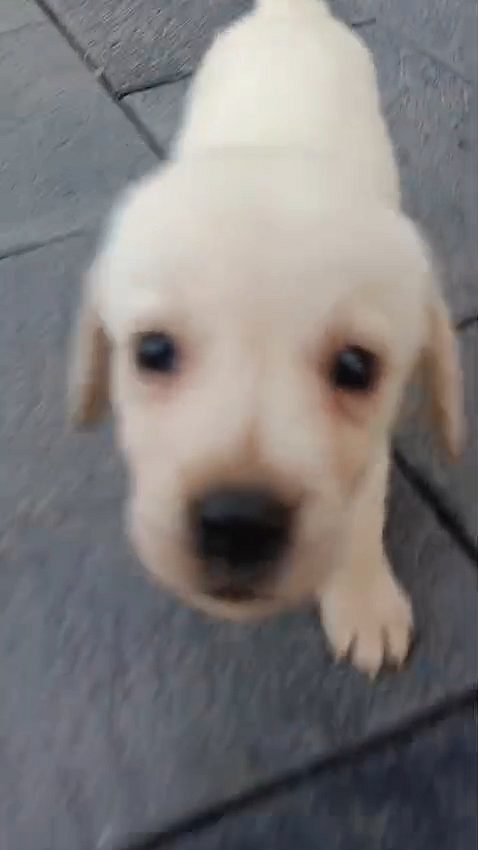 Labrador puppy for sale!!