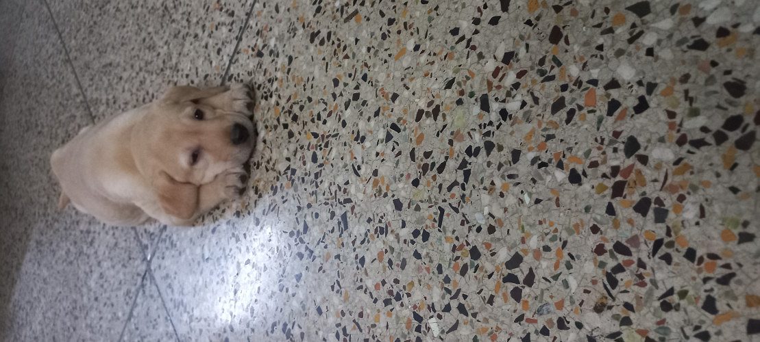 Labrador Puppy