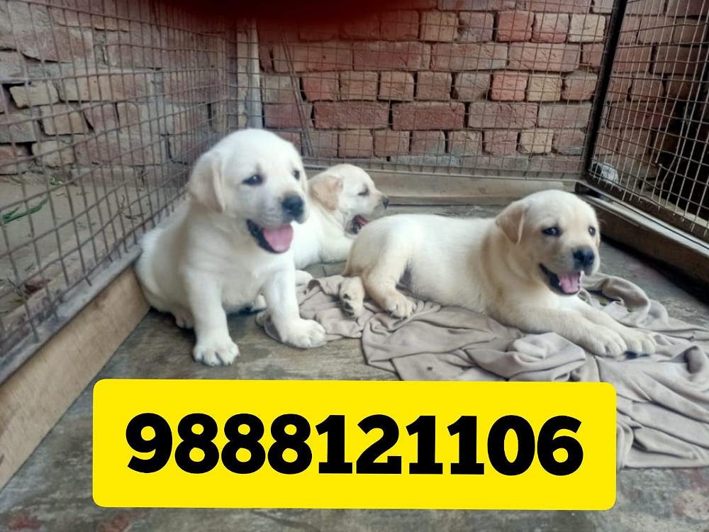 Labrador puppy sale in jalandhar call 9888121106