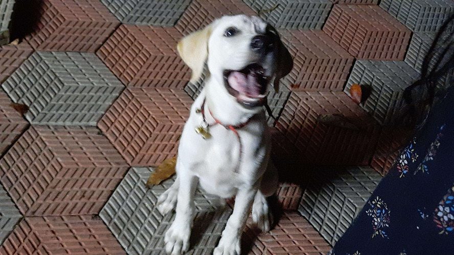 Labrador puppy 4 month old