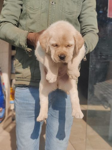 Labrador Pups Available Call 9654249090