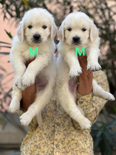 Labrador Pups For Sale Delhi