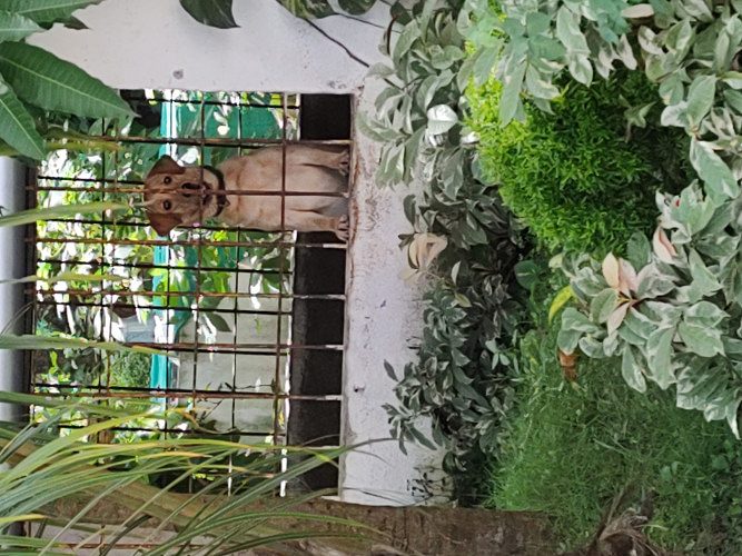 Labrador retriever for sale