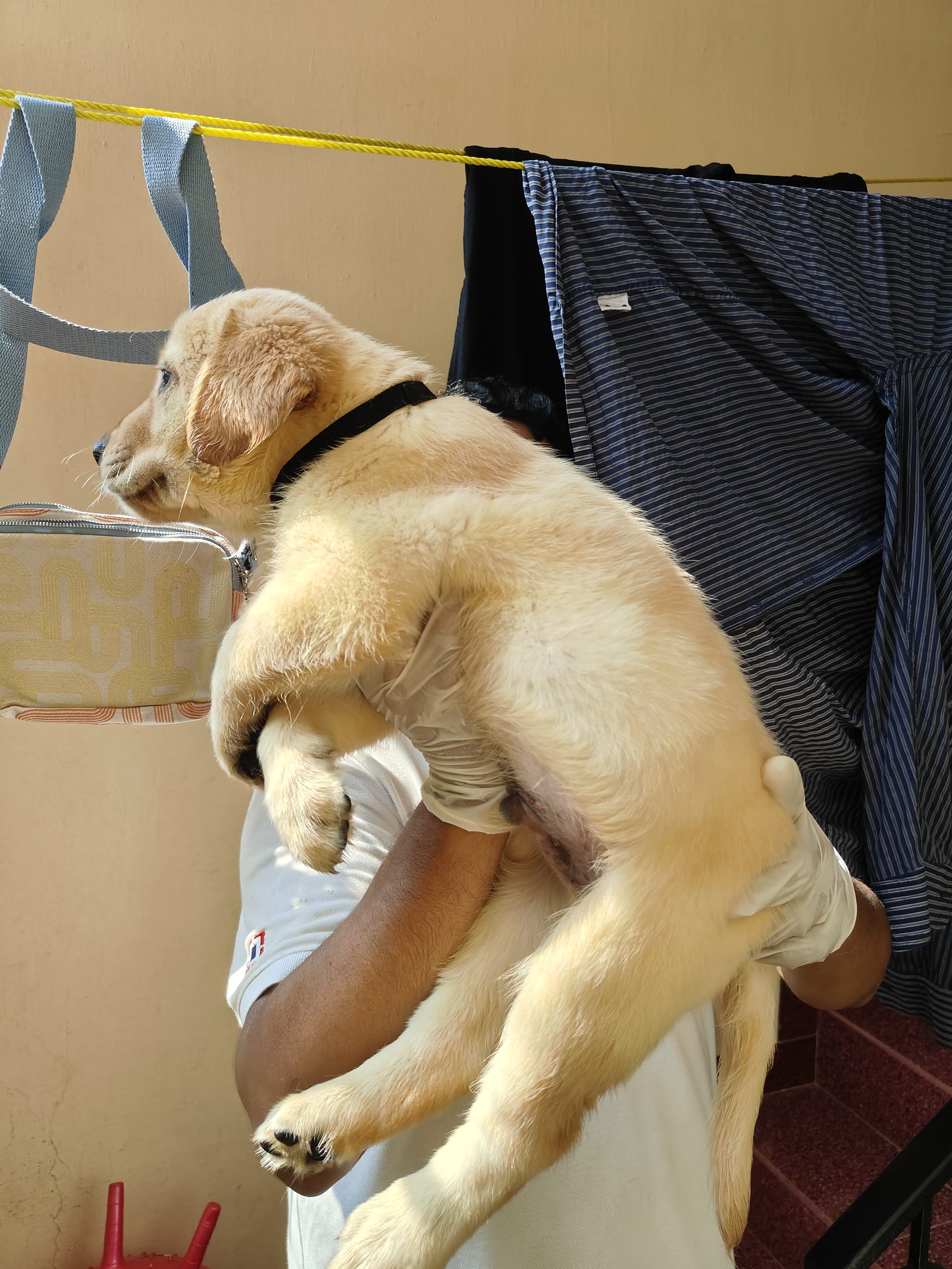 Labrador Retriever KCI CERTIFIED puppies 54 days old