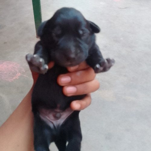 Labrador retriever puppies