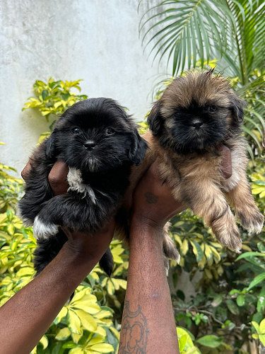 Lhasa Apso Puppies Litter Available Here In Delhi Trust Kennel