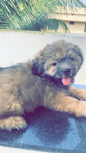 Lhasa Apso puppy 2 months old .