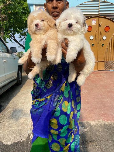 Lhasapo puppies available