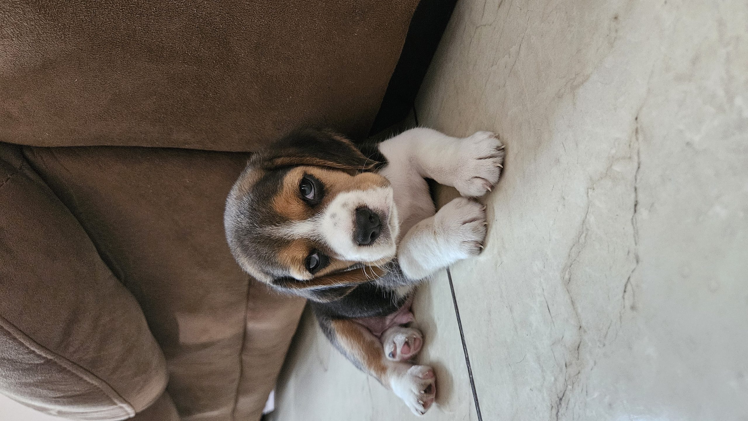 Male Beagle puppy for sale