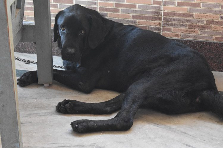 Male Labrador Retriever [ Black ] for sale