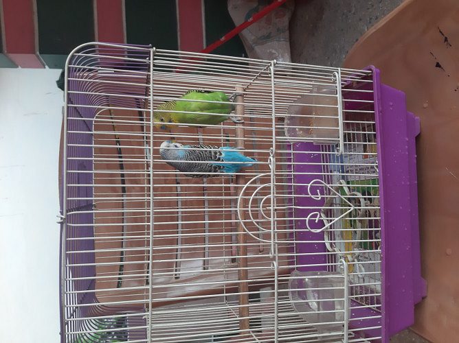 2 male love birds, cage