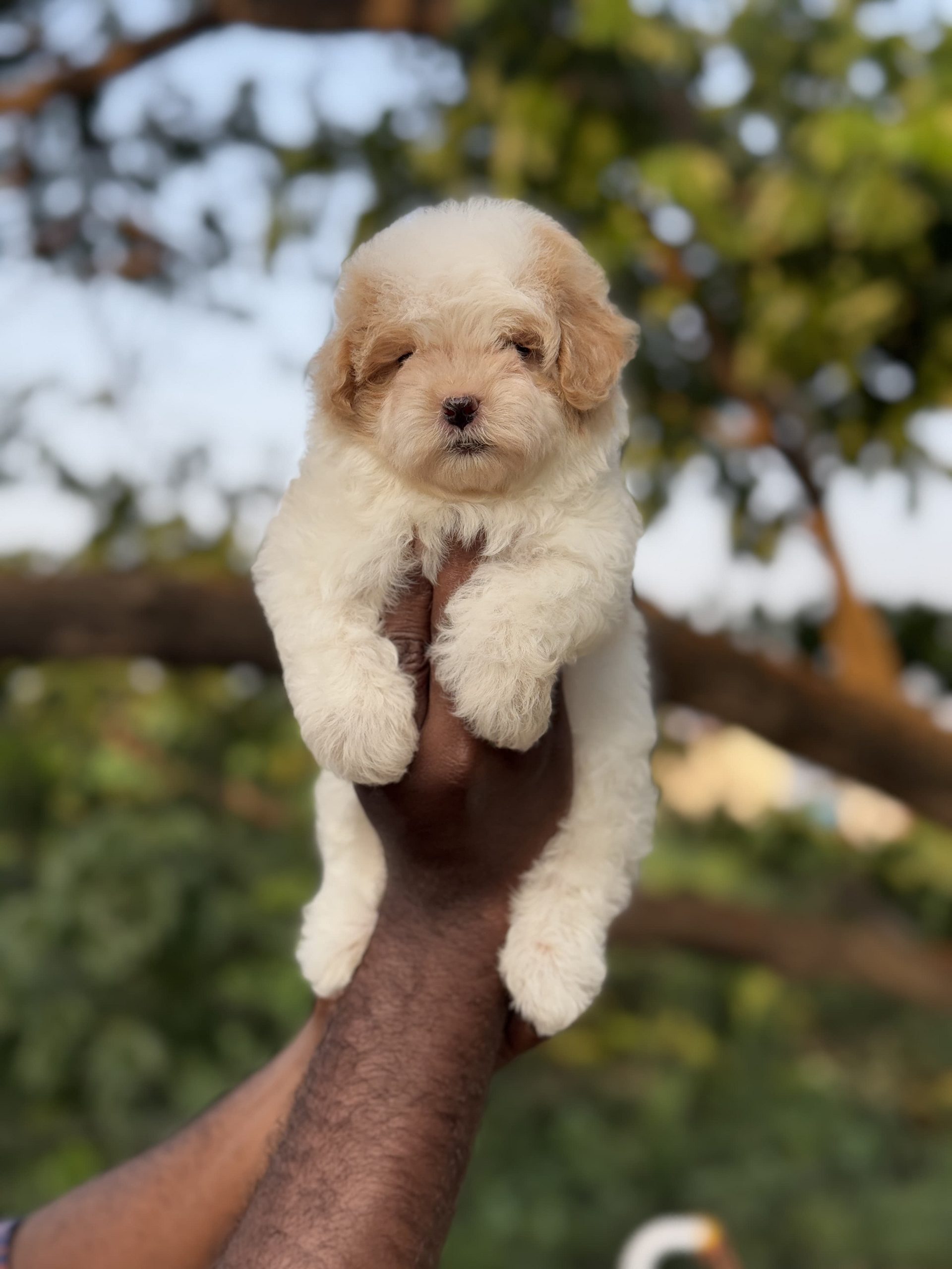 Malteipoo puppies available