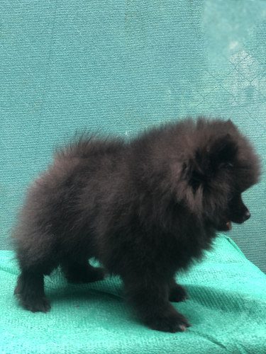 Mini Pom puppies