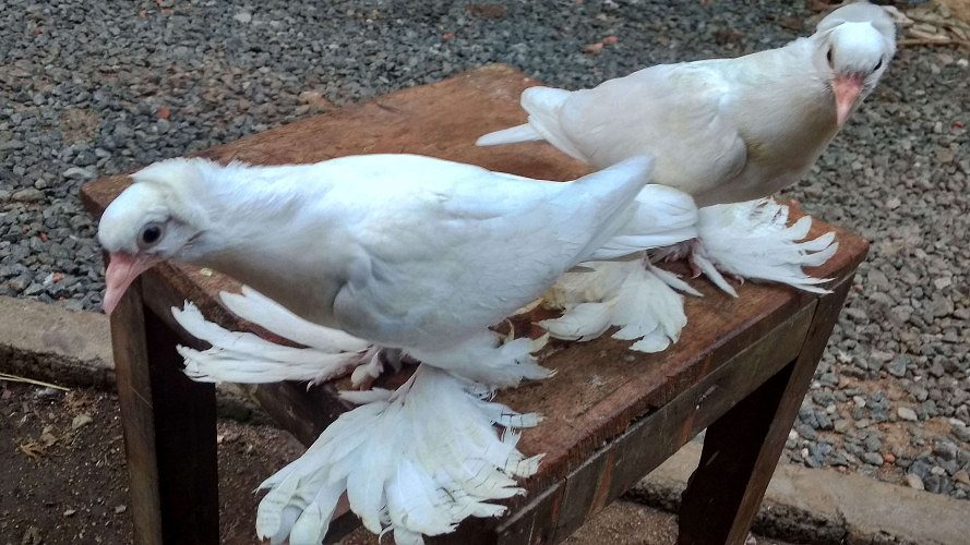 mix quality white chicks 