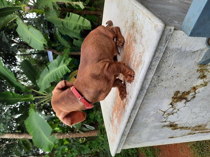 5 month old Dash dog for sale