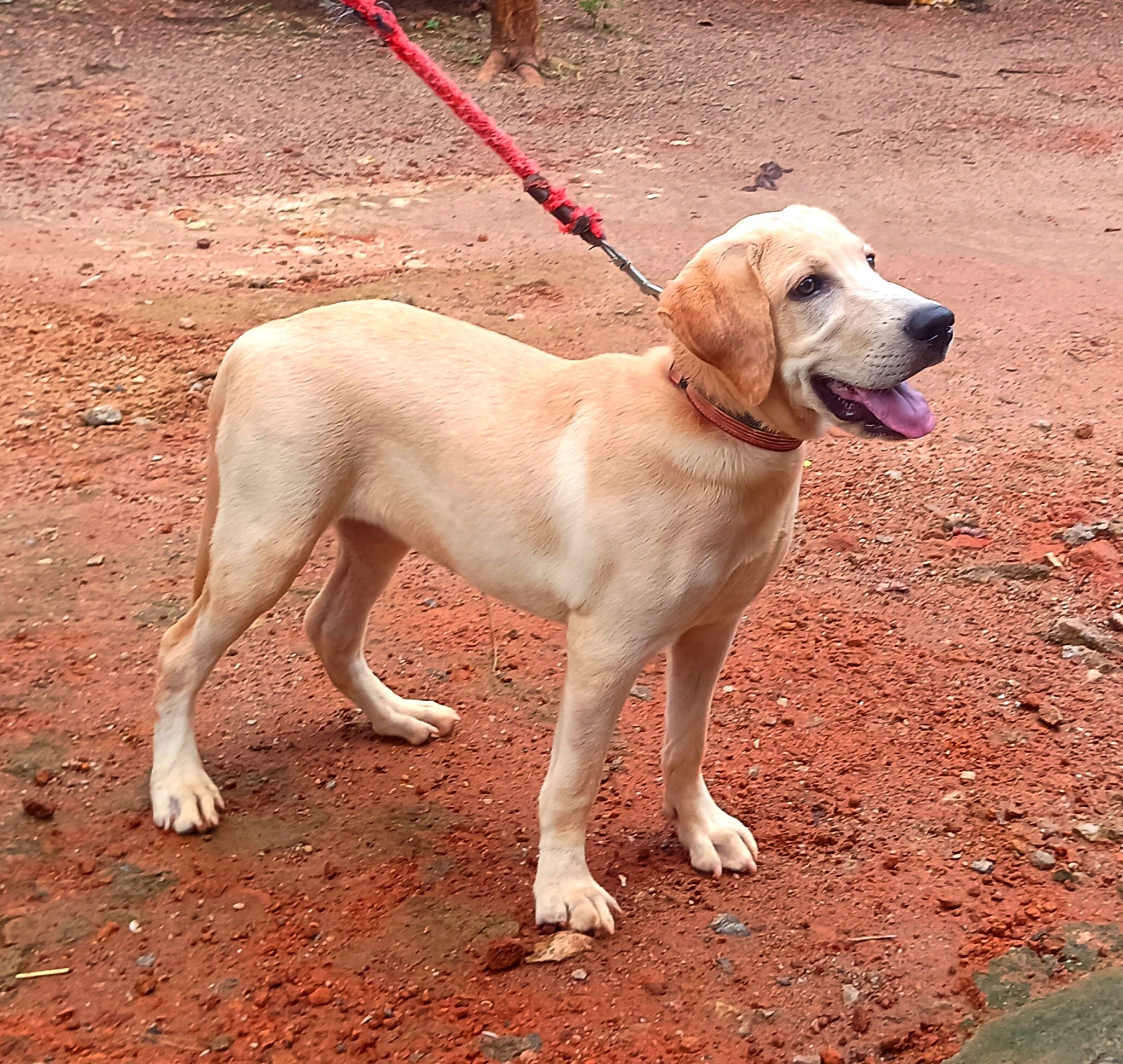 4 month old Labrador dog for sale