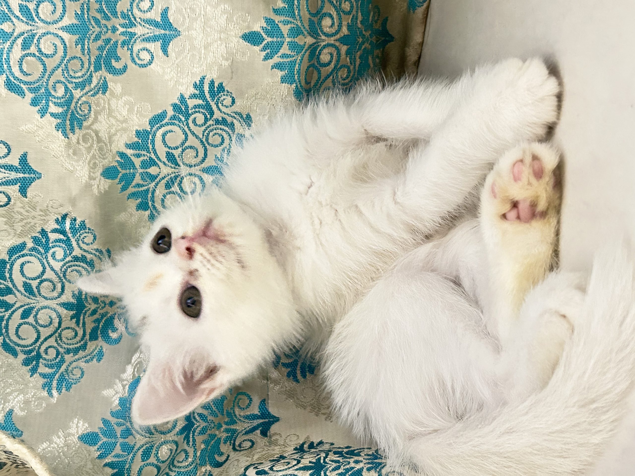 A month old white Persian kitten