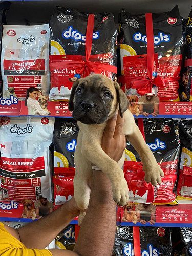 4 months old bullmastiff female