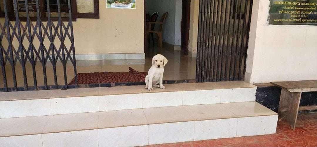 5 months old labrador dog