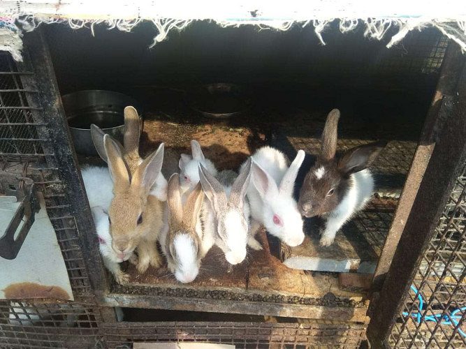 3 Months of Rabbits and above 1 year