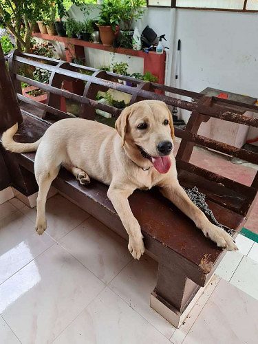 8 months White Lab Puppy well mannered fr sale
