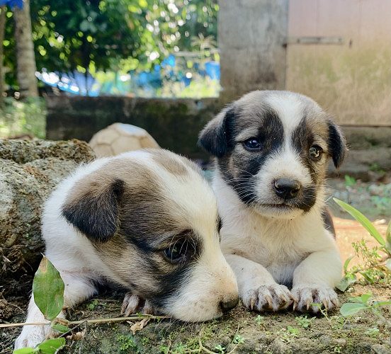 Naadan Puppies for free