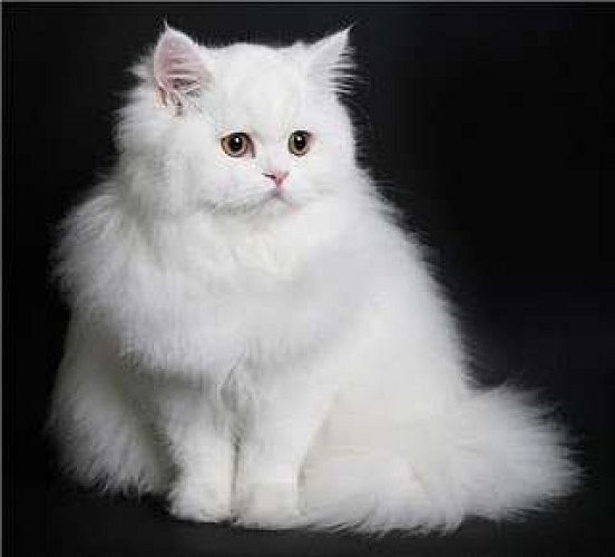 Persian Cat Available At Nettoor.