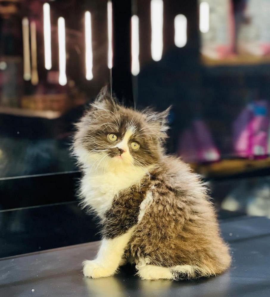 Persian cat for sale baby