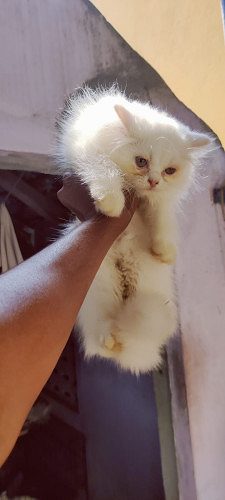 Persian cat