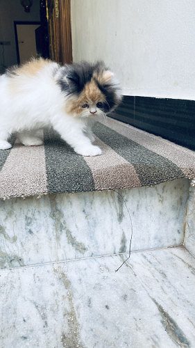 Persian Cat