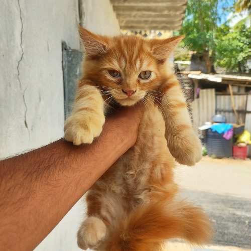 Persian cat