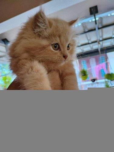 Persian Cat for Sale
