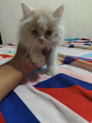 Persian cat