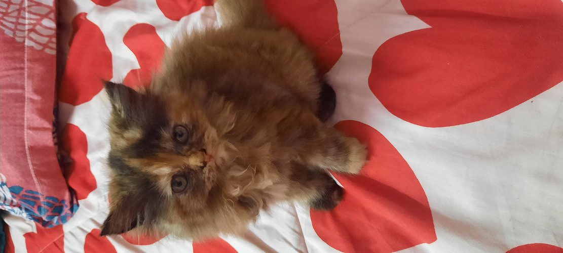 Persian cat, kitten