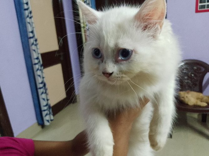 Persian Cat in kittens for sale